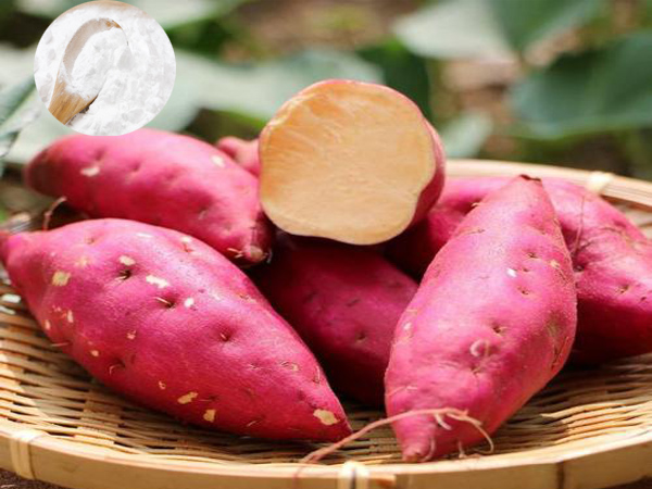 Sweet potato starch industry in China - its present situation and development trend