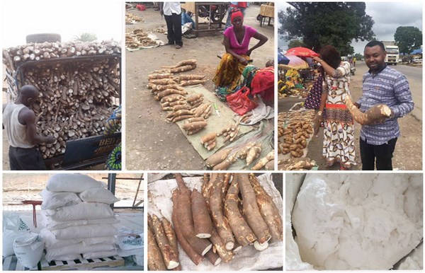 cassava starch production