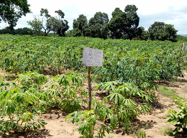 Cassava starch production in Ghana