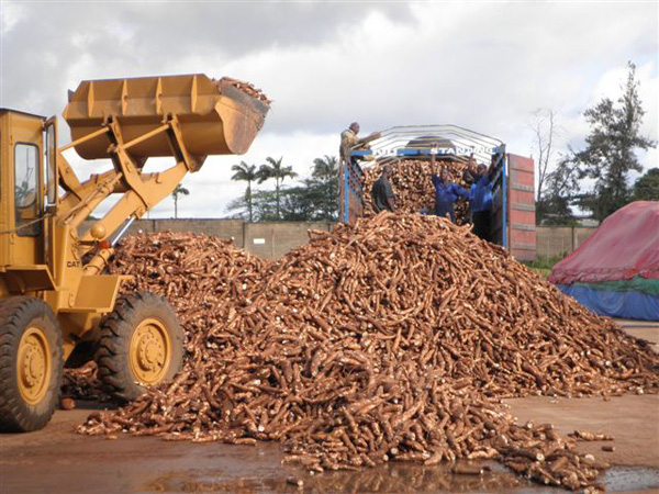 How to process cassava into starch ？ cassava processing into starch technology