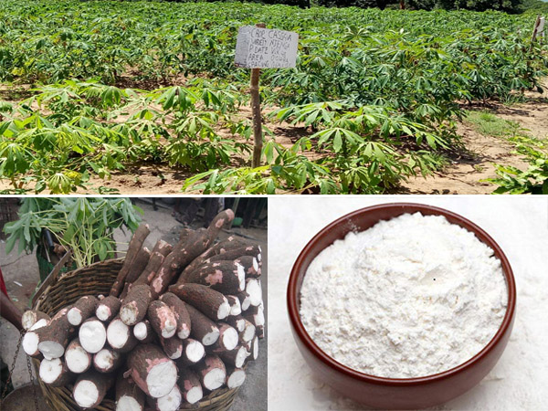 cassava starch production