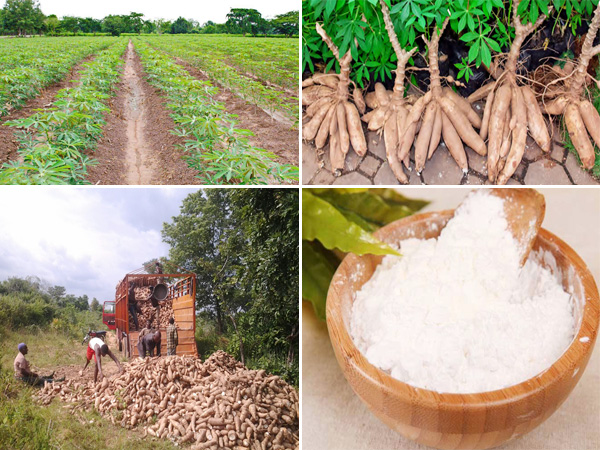 cassava and cassava starch