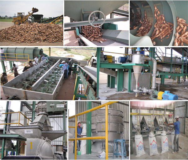 cassava starch production