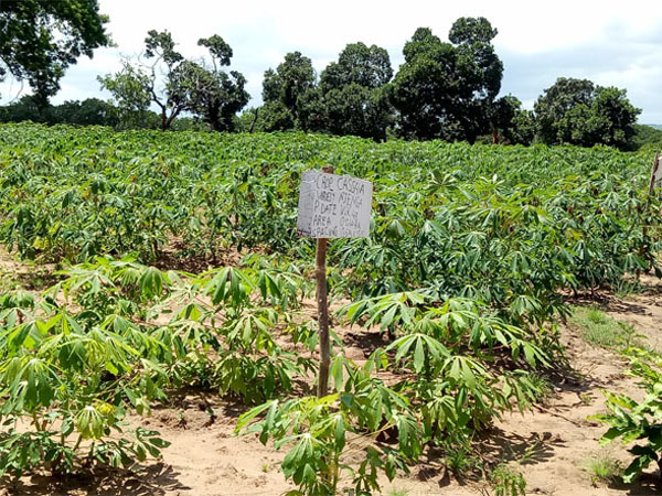 Economic importance of cassava starch production