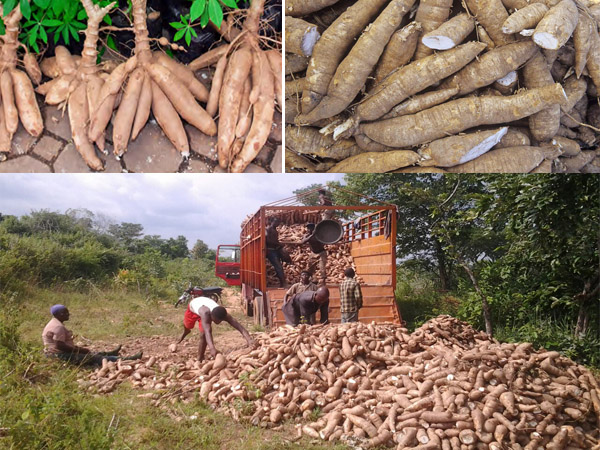 cassava