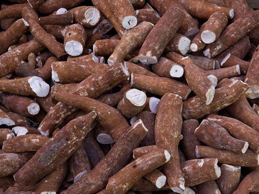 What are causes of impurities in cassava starch processing ?