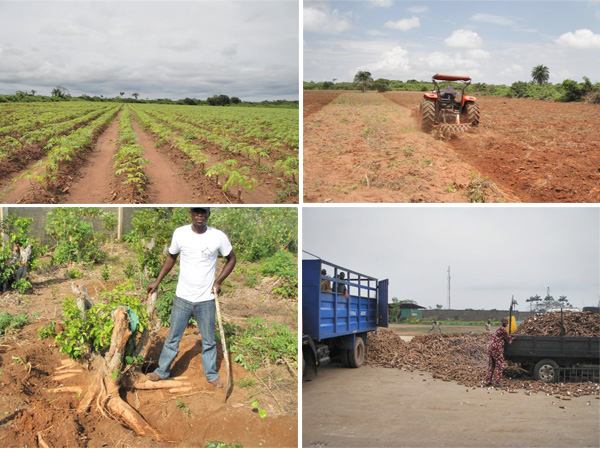 cassava production in Nigeria