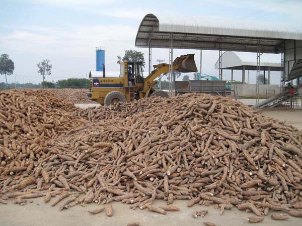 cassava starch 