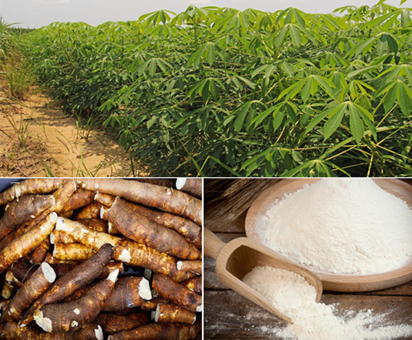 cassava production and processing in nigeria