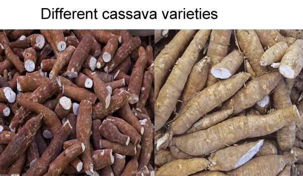 cassava processing