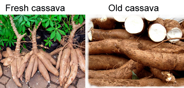 cassava processing