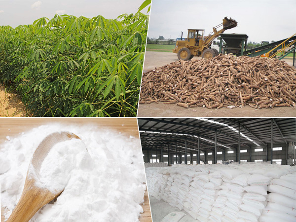 cassava processing