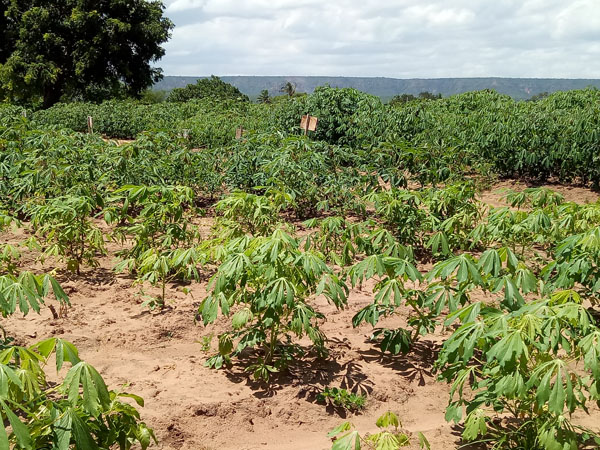 Cassava production and processing in nigeria