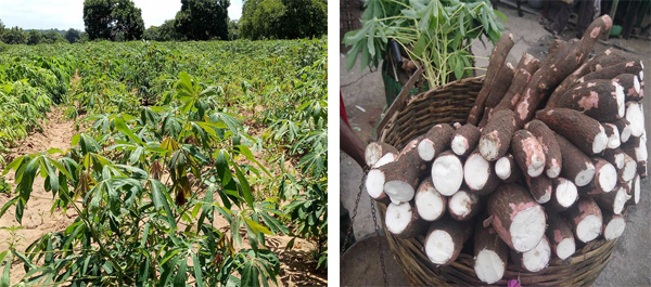 cassava processing