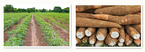 cassava processing