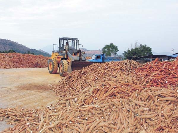 cassava processing machine