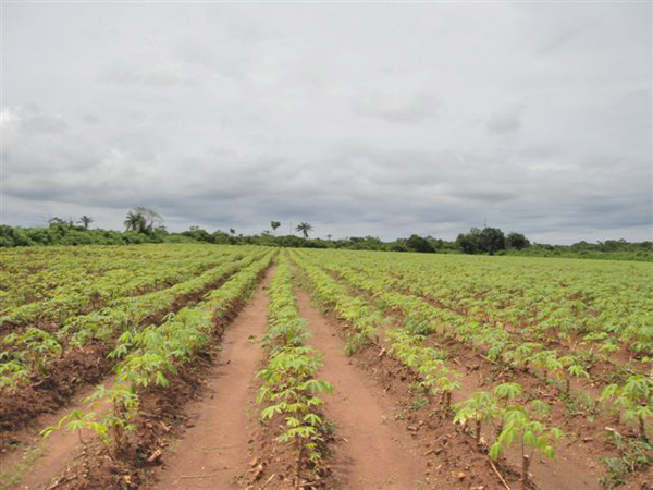cassava