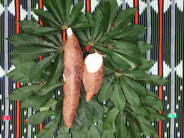 cassava