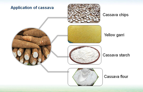 what is cassava
