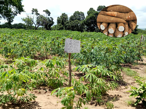 what is cassava
