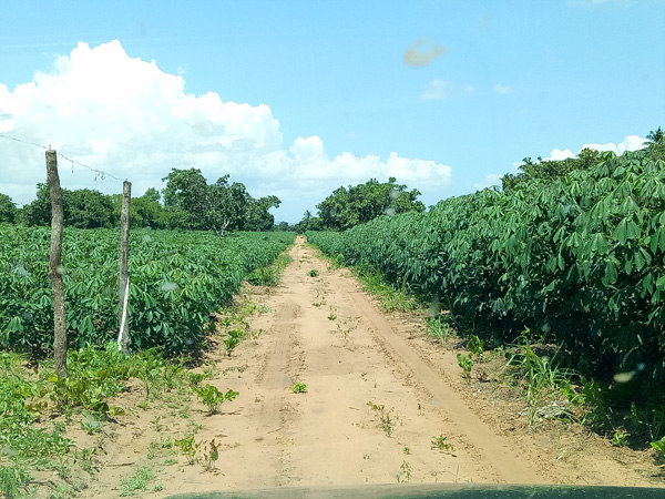 What is cassava ?