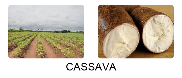 is cassava good for losing weight