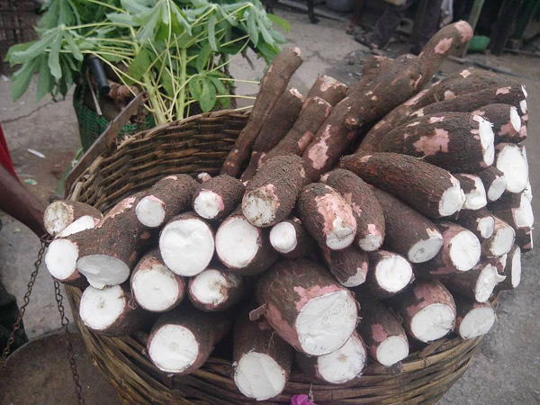 is cassava good for losing weight