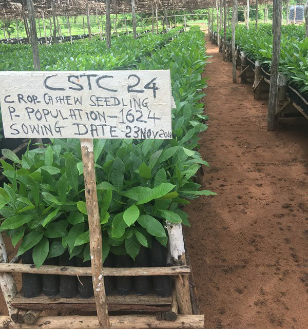 global cassava starch market