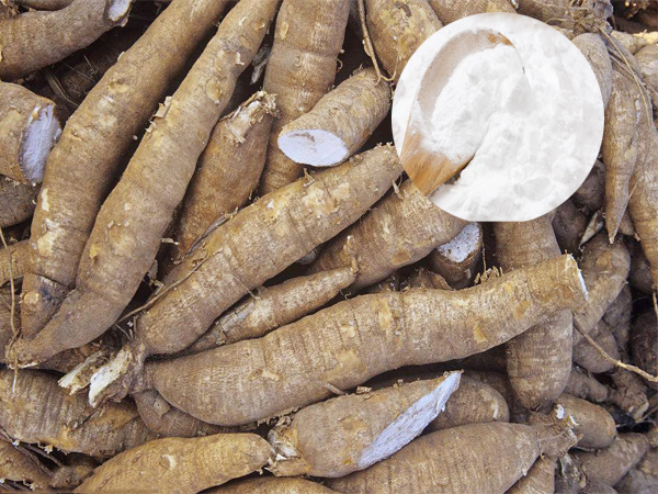 Factors affecting starch yield in cassava starch production line