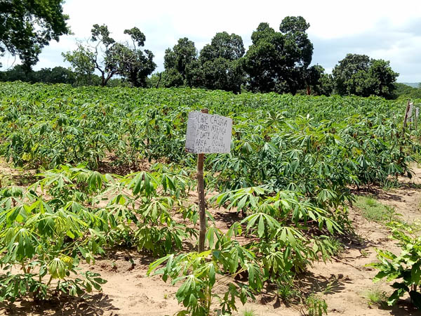 cassava processing business in Nigeria