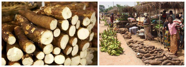 cassava