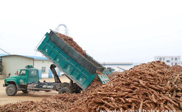 cassava processing