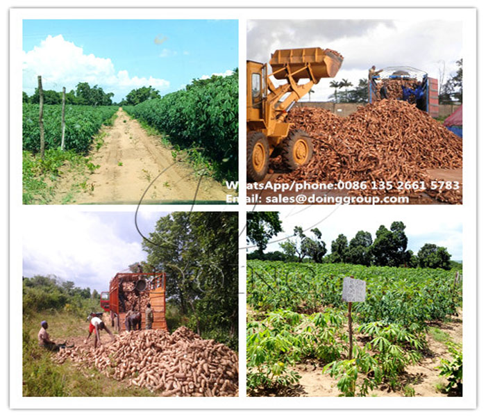 cassava starch processing business in Nigeria