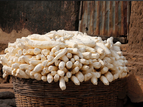 cassava production in Nigeria