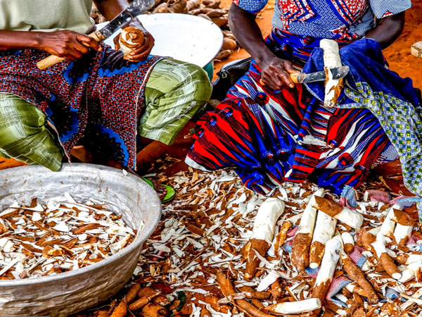 What are the by-products of cassava processing?