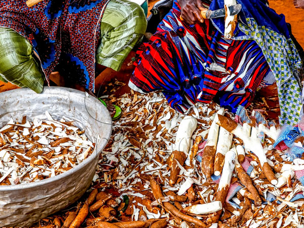 the by-products of cassava processing