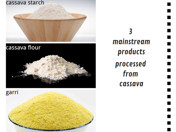 What can cassava be processed into?