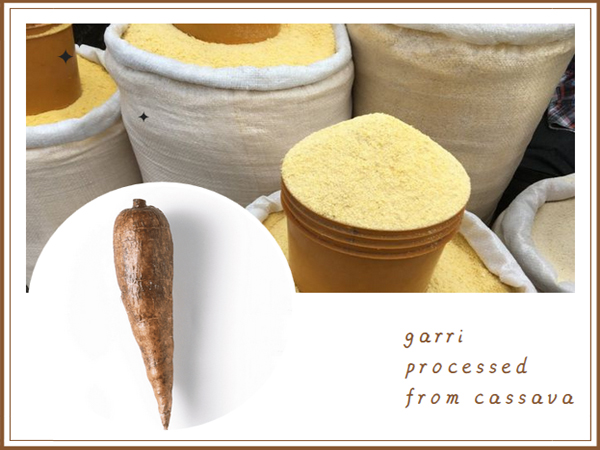 what can cassava be processed into