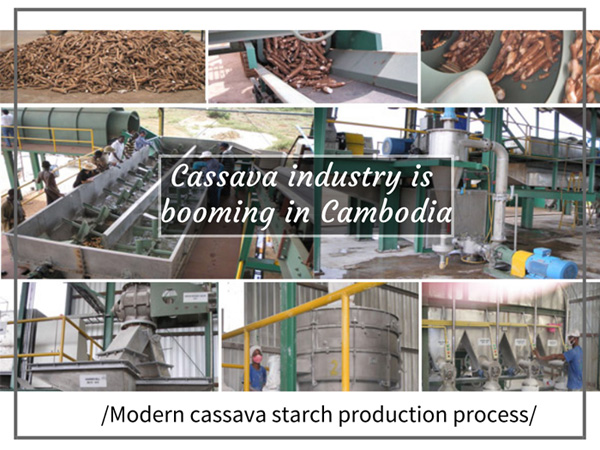 Cassava starch production in Cambodia