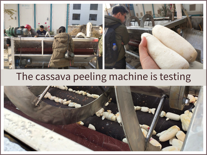 The cassava peeling and washing machine is testing