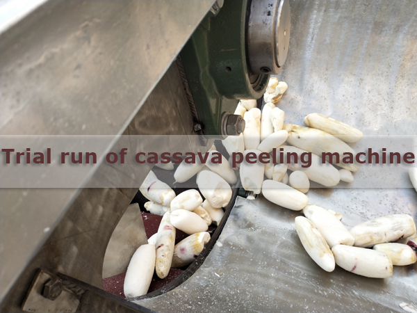 Malaysian customer came to DOING to test cassava peeling machine