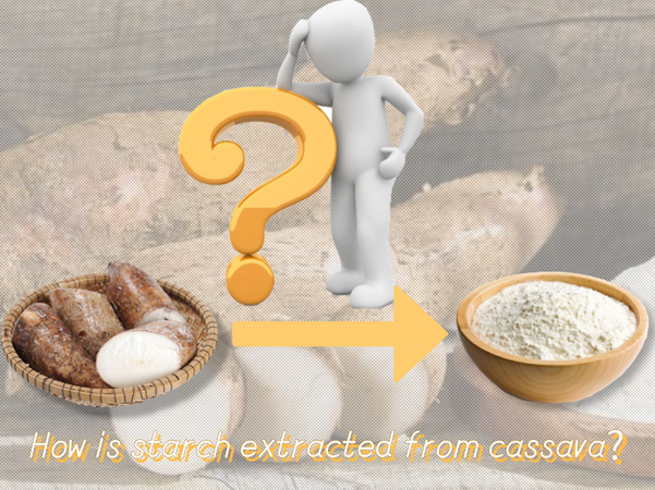 How is starch extracted from cassava?