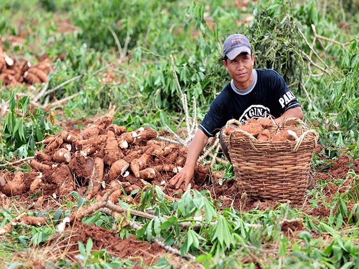 cassava