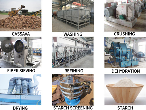 What is the processing stage of cassava in cassava starch processing plant?