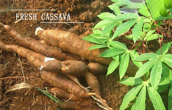 cassava for cassava starch processing plant