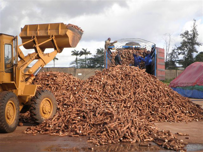 a lot of fresh cassava