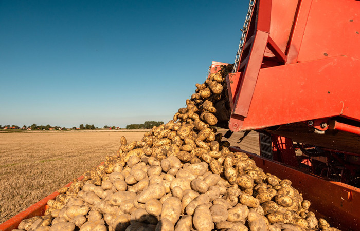 fresh potatoes for processing starch