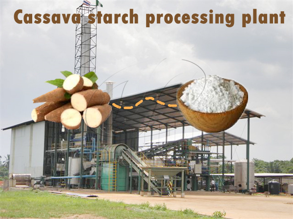 Cassava starch processing machine working process in plant