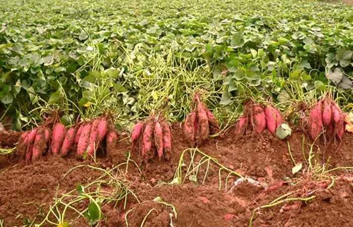 sweet potato harvest