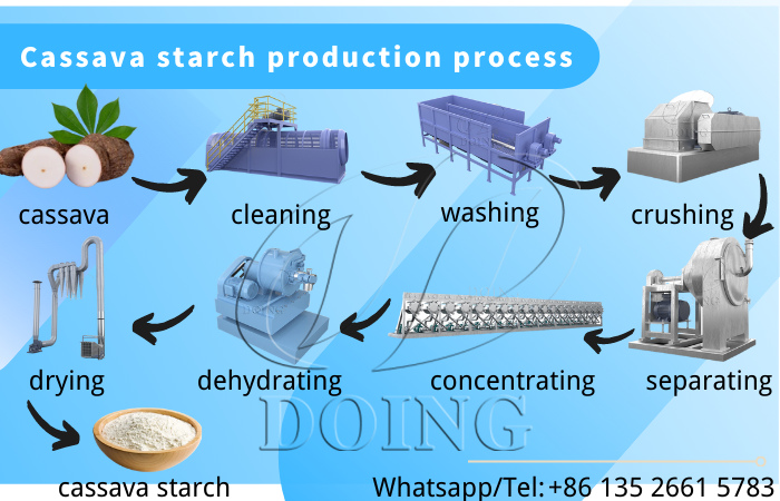 Cassava starch production process.jpg